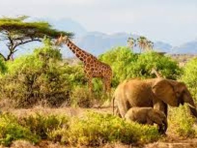 Samburu National Park (Kenya)