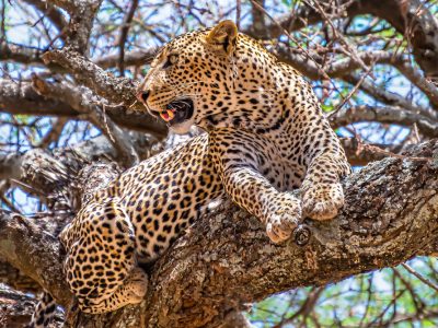 african-leopard-sitting-tree-looking-around-jungle-2