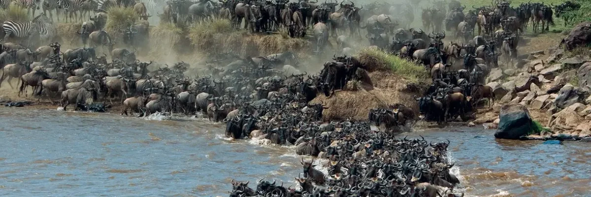 masai mara