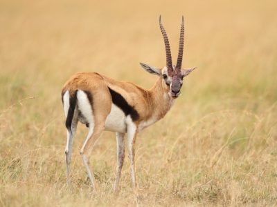 thompson-s-gazelle-middle-field-covered-with-grass