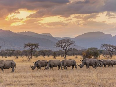 view-wild-rhino-animal-its-natural-habitat